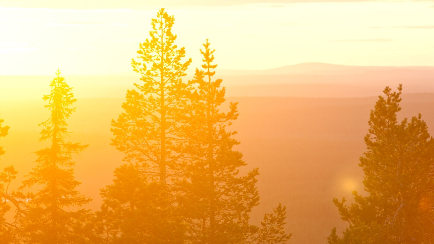 Golden sunlight over Lapland forest
