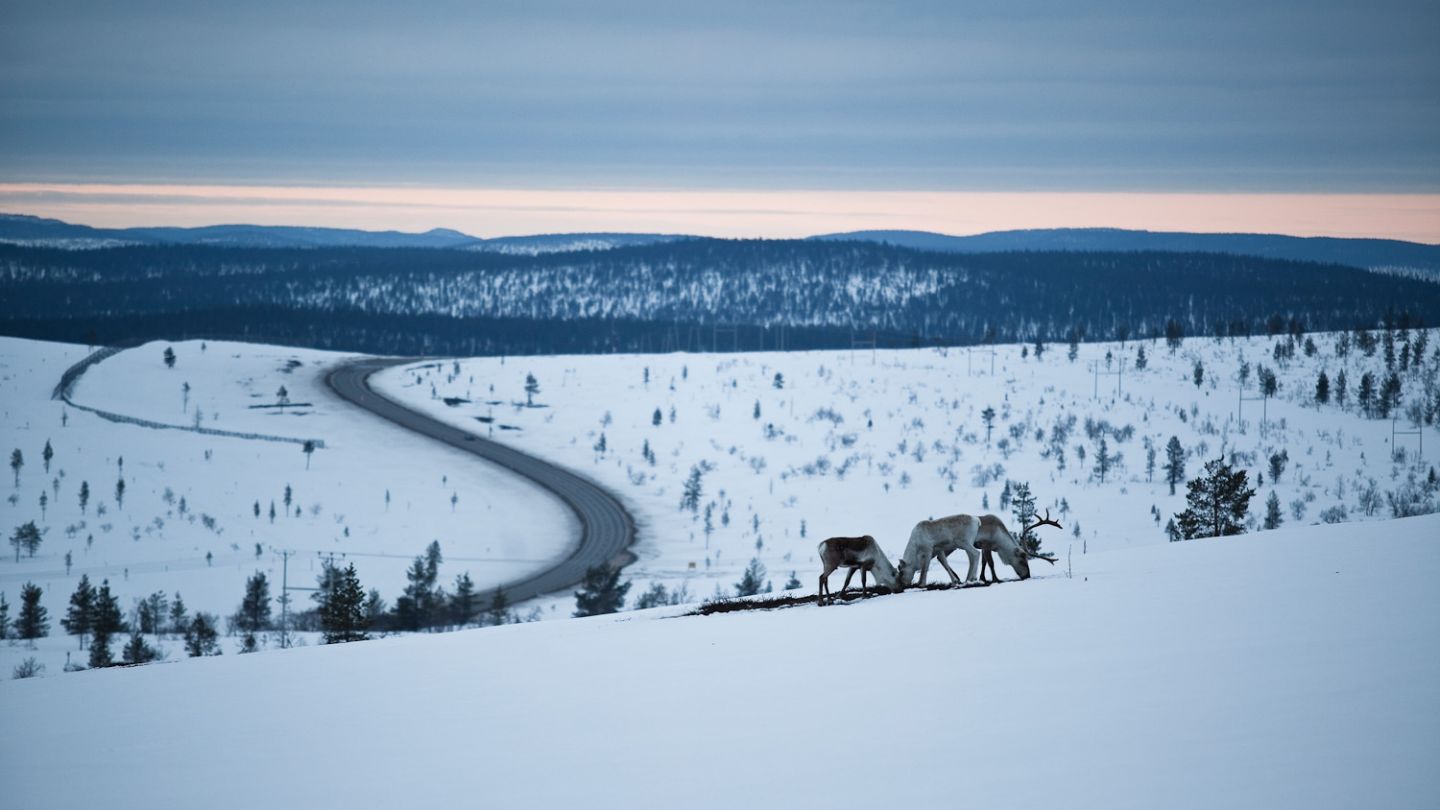 Reindeer in a snowy Lapland field