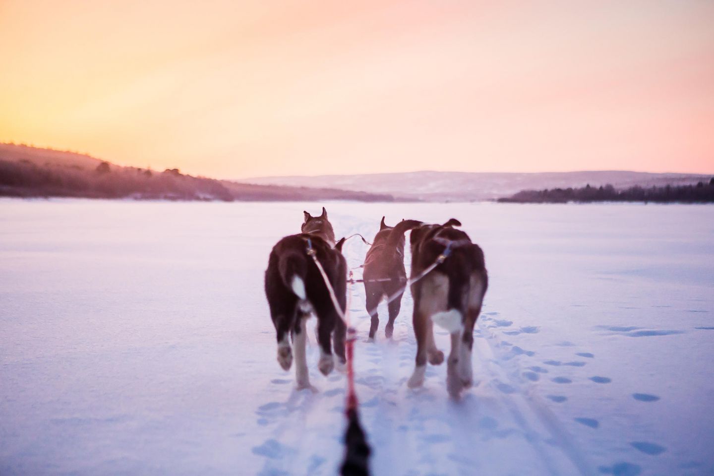 Chasing the Auroras with huskies