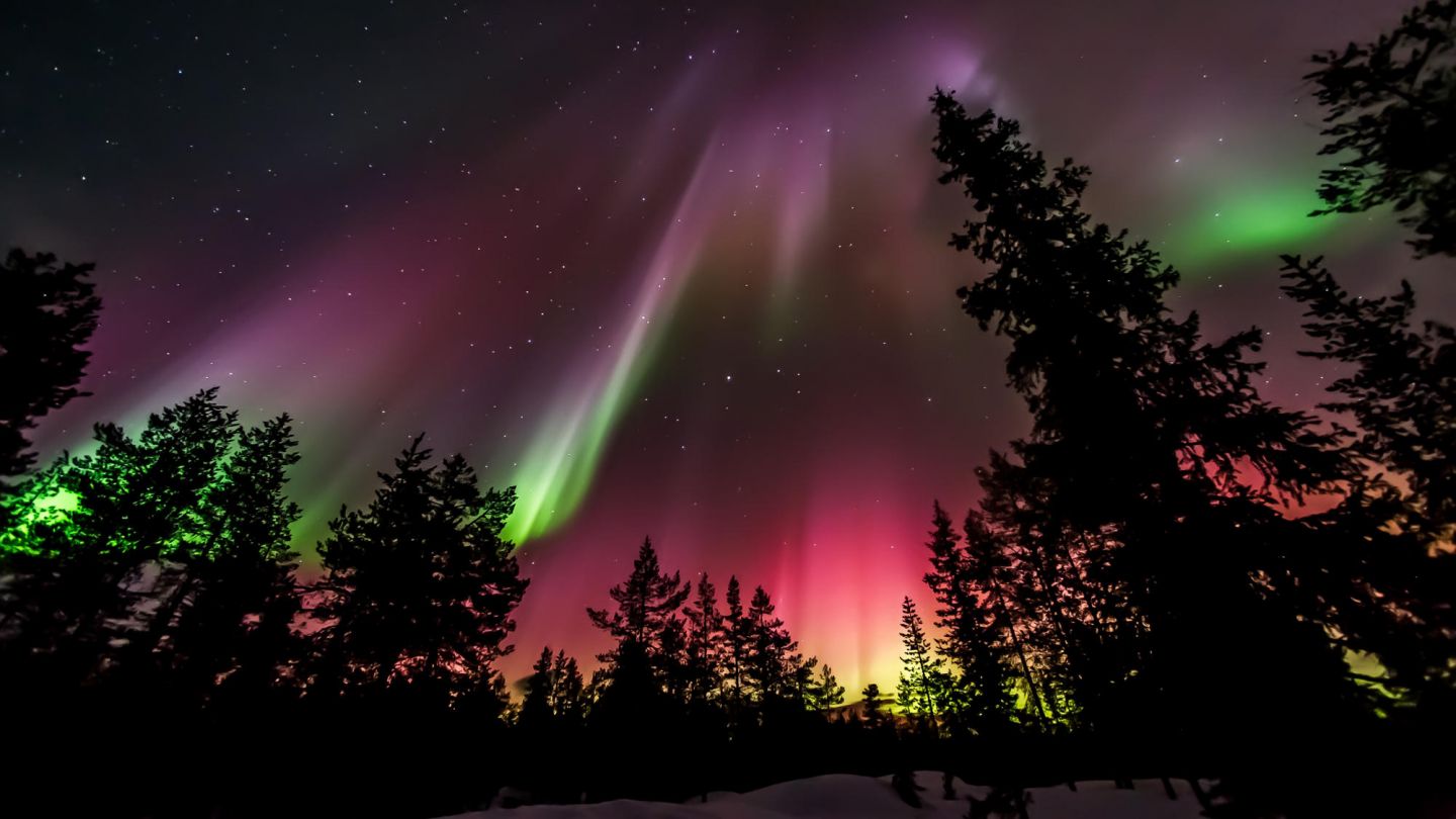 northern lights over forest