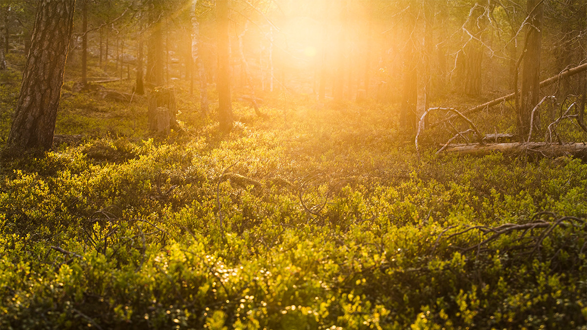 Summer sun in a Lapland forest