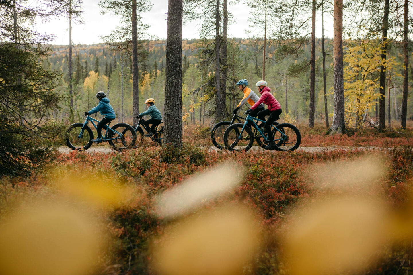 Biking in Pyhä-Luosto National Park in summer in Pyhä-Luosto, Finland