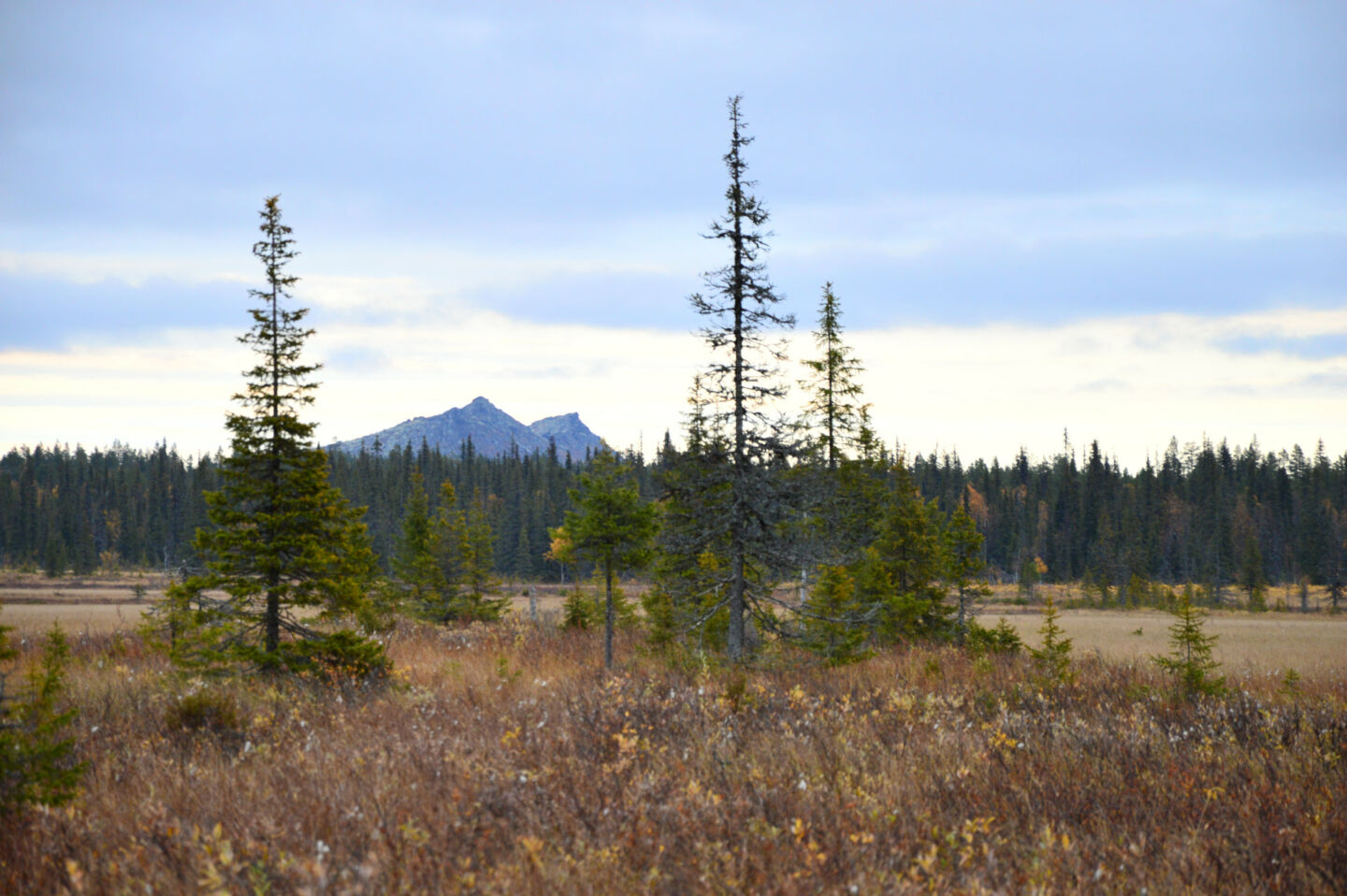 Kemihaara Wilderness Area in autumn in Savukoski-Korvatunturi, Finland