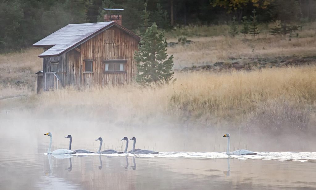 swans in Lapland