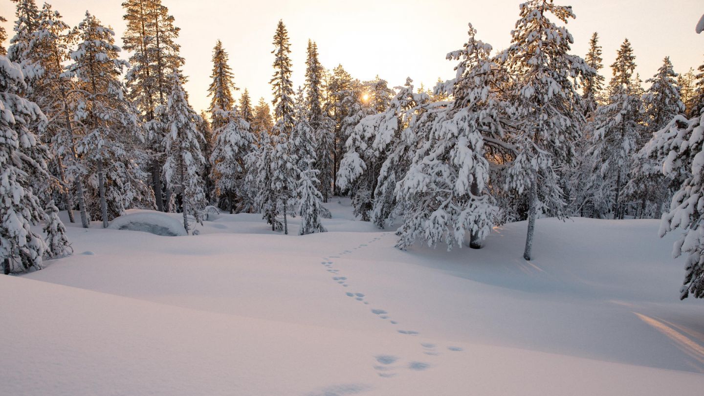 hare tracks in Lapland in winter