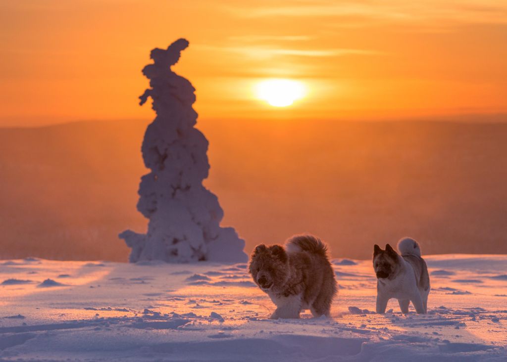 fluffy snow dogs in Lapland wilderness