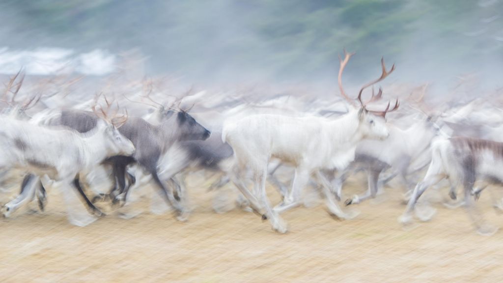 Reindeer painting-like photograph