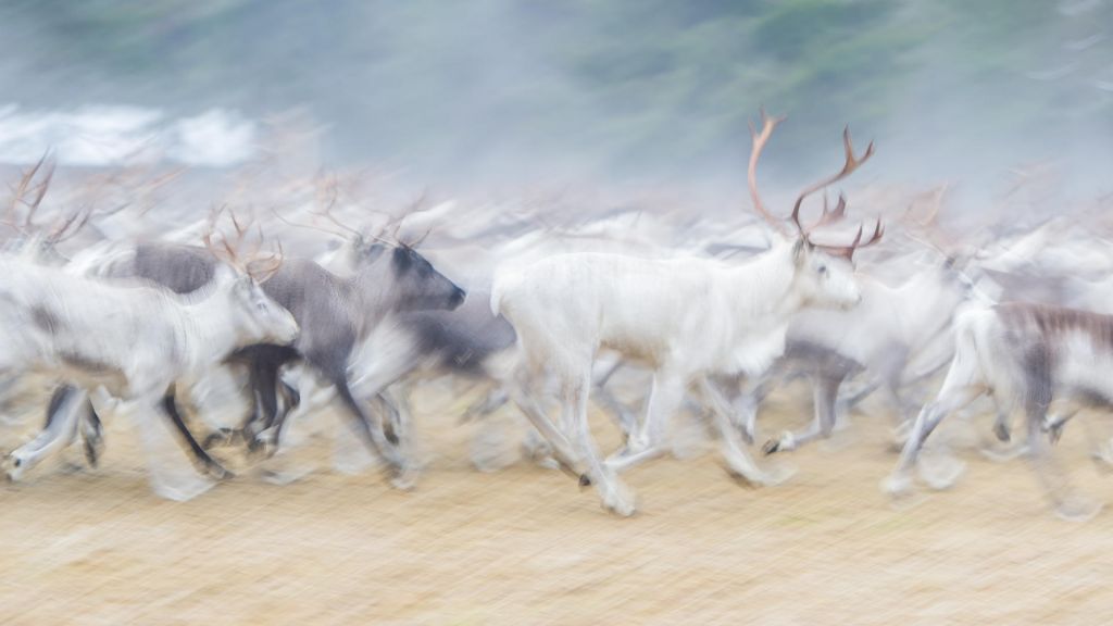 Reindeer painting-like photograph