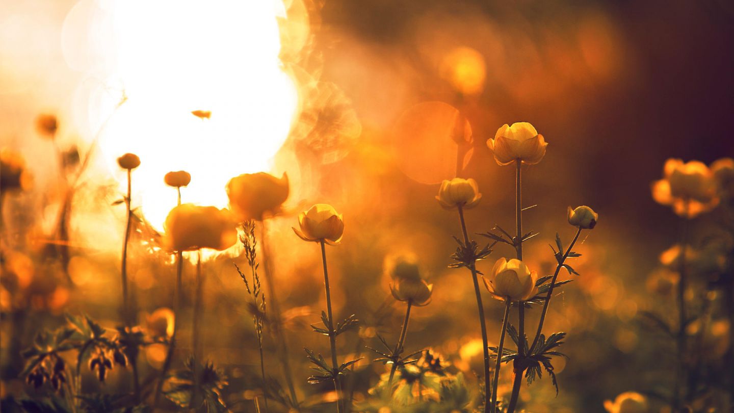 flowers & sun in Lapland