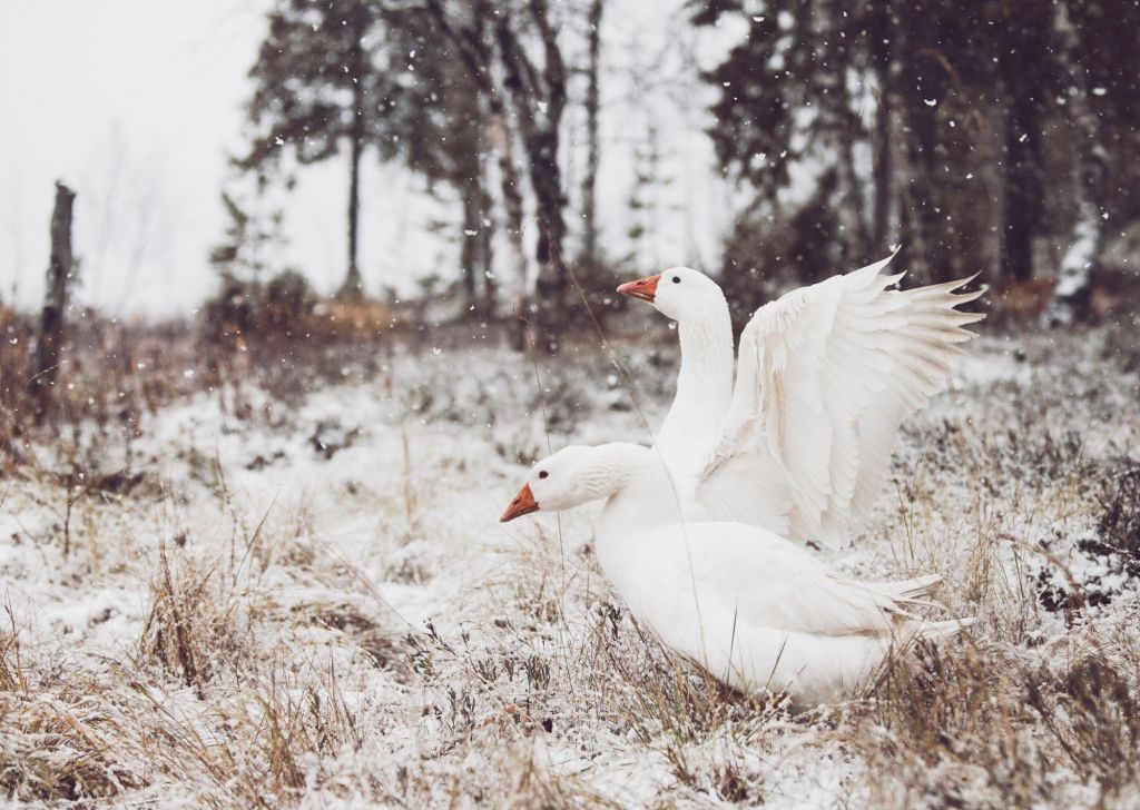 swans in Lapland