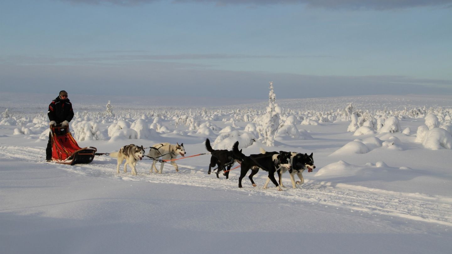 Safariysritys Hetta Huskies yrittäminen Lapissa koiravaljakko