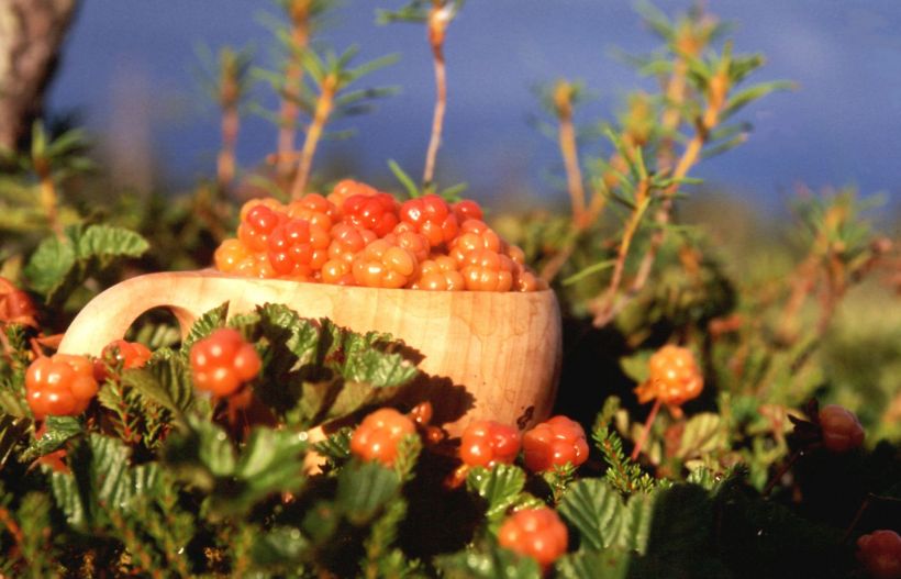 Finnish cloudberries in guksi.