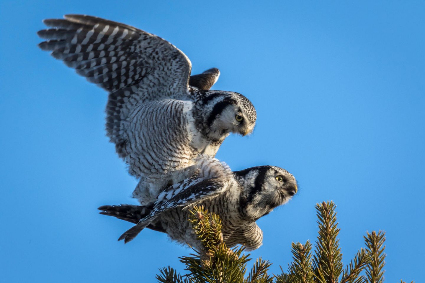 Owls in Lapland