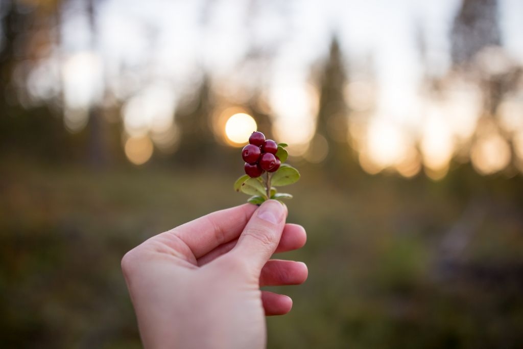 berries in Lapland