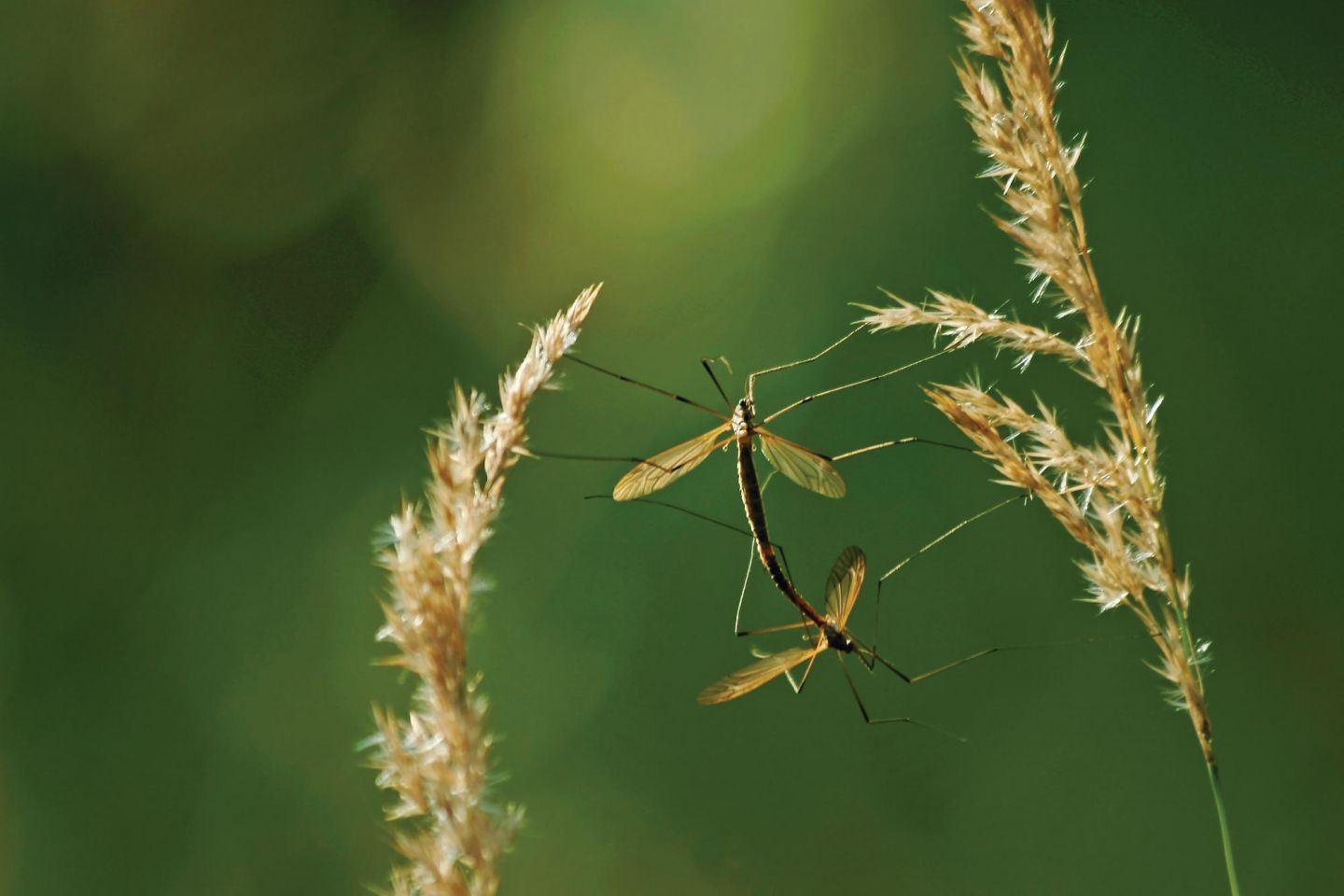 Insects in Lapland