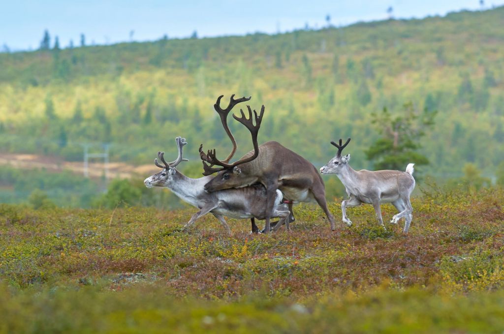 Reindeer mating in Lapland