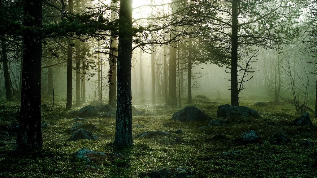 forest landscape in Lapland