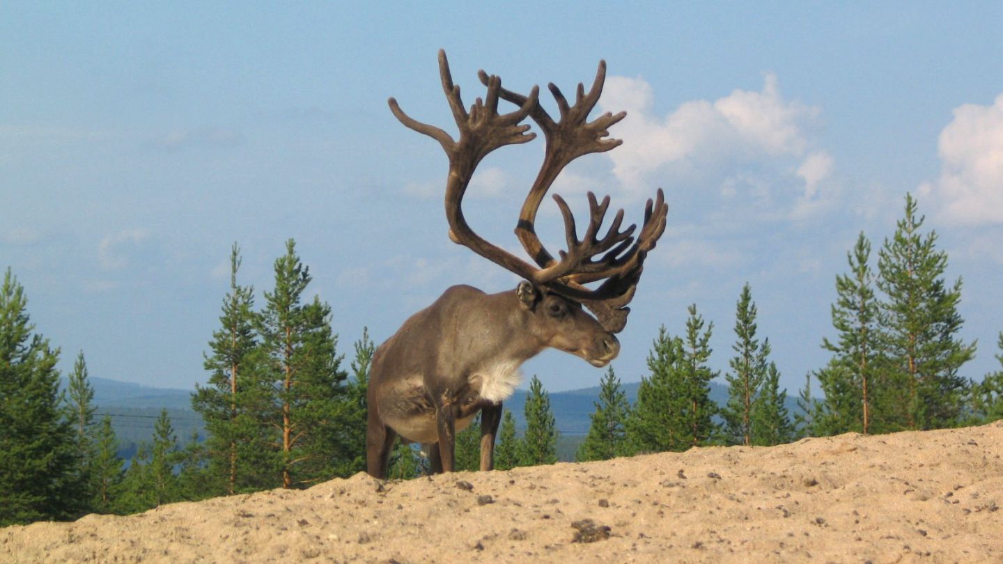 Reindeer in Lapland