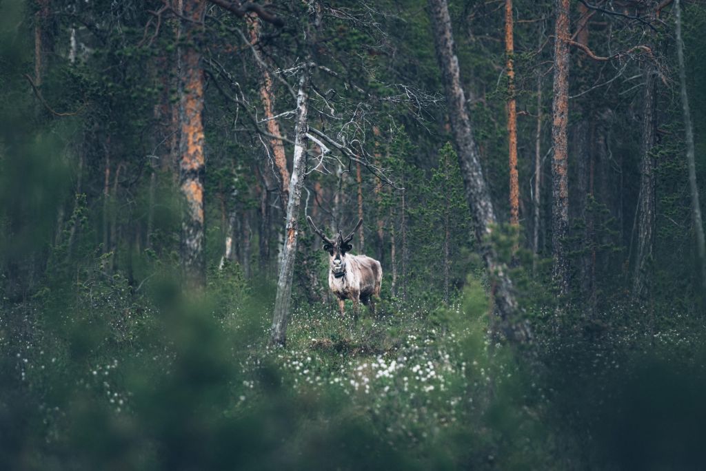 reindeer in the forest | lapland nature photography