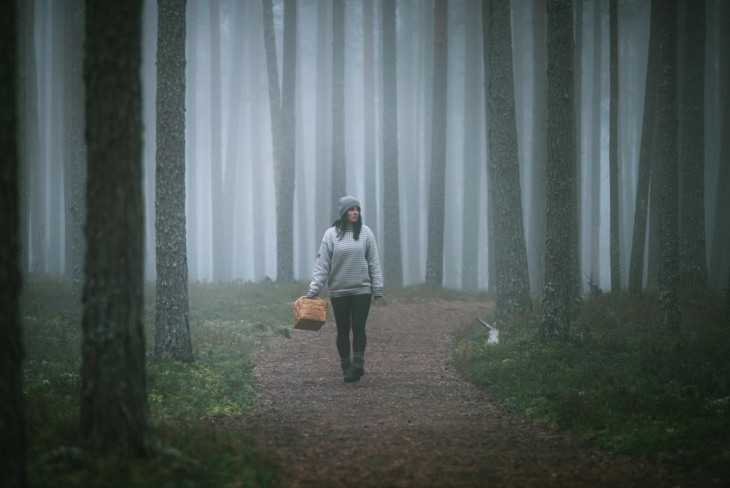 Forest stroll in Lapland