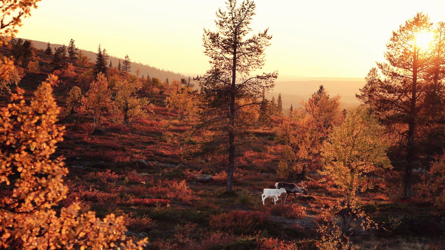 Dog in forest in Lapland