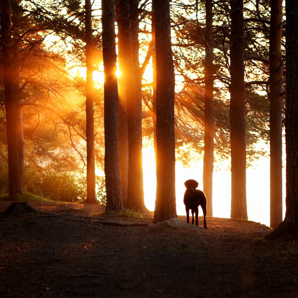 Dog in a sunlit forest in Lapland