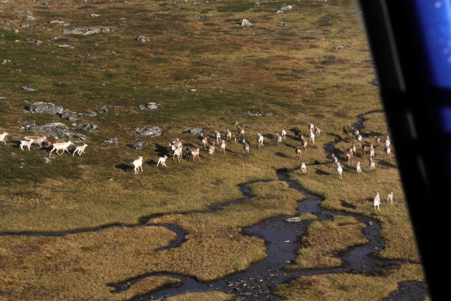 Reindeer herd captured by air, during a fam trip in Finnish Lapland with location scout Lori Balton