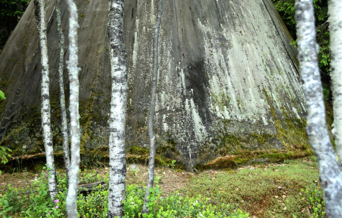 Birch trees in Lapland, during a fam trip with location scout Lori Balton