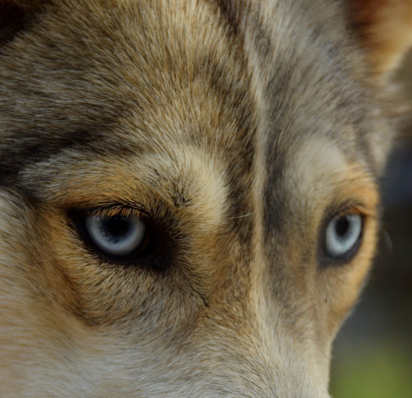 Husky close-up, during a fam trip with location scout Lori Balton