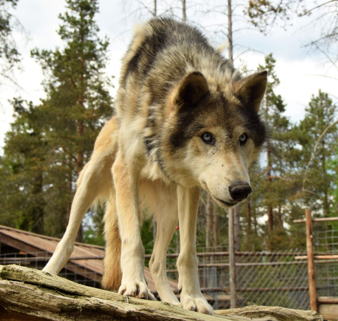 Big dog, during a fam trip in Finnish Lapland with location scout Lori Balton