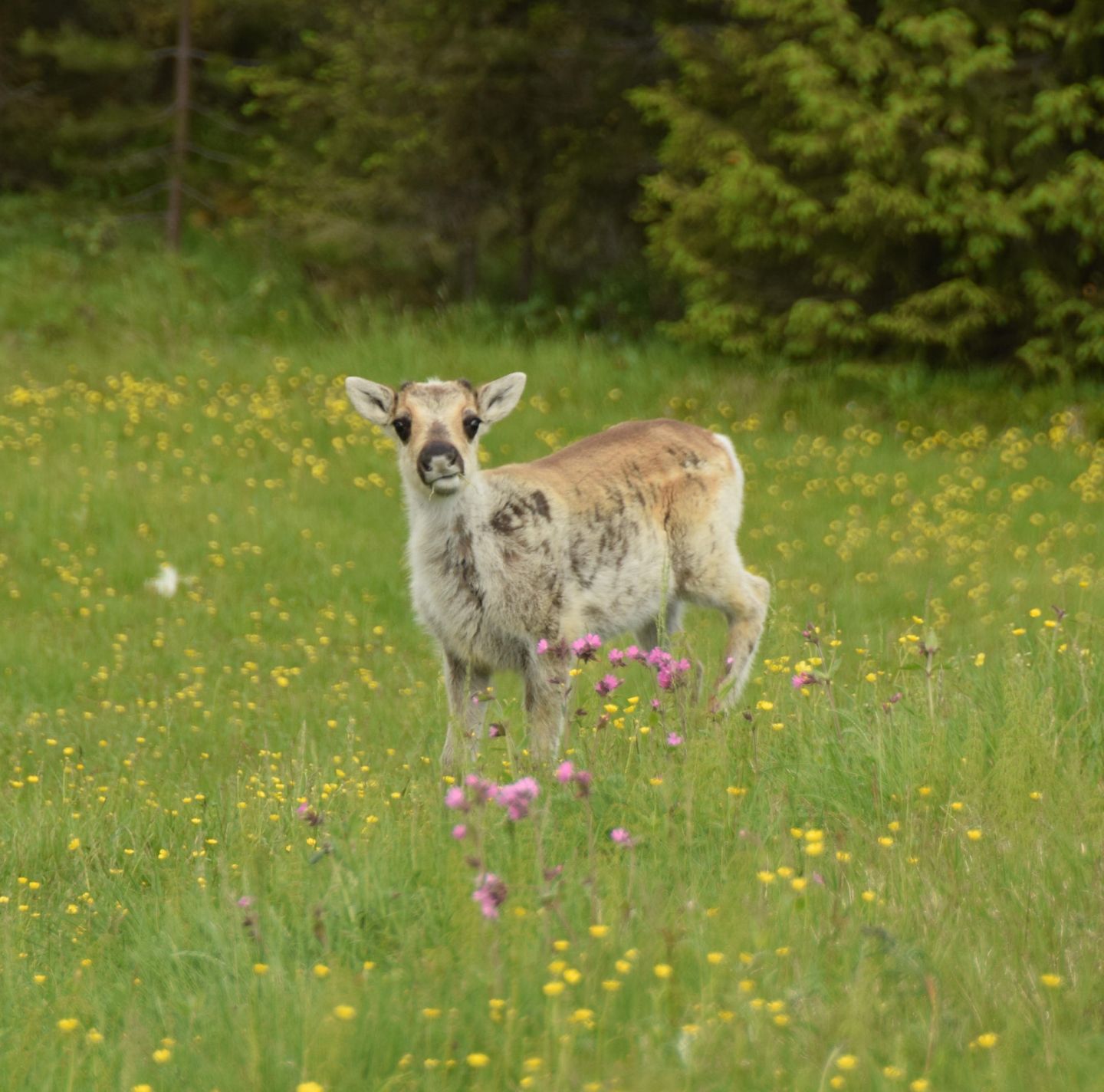 reindeer calf in summer field, during a fam trip in Finnish Lapland with location scout Lori Balton