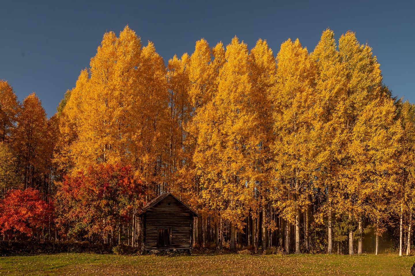 Autumn colors in Ranua, Lapland, Finland