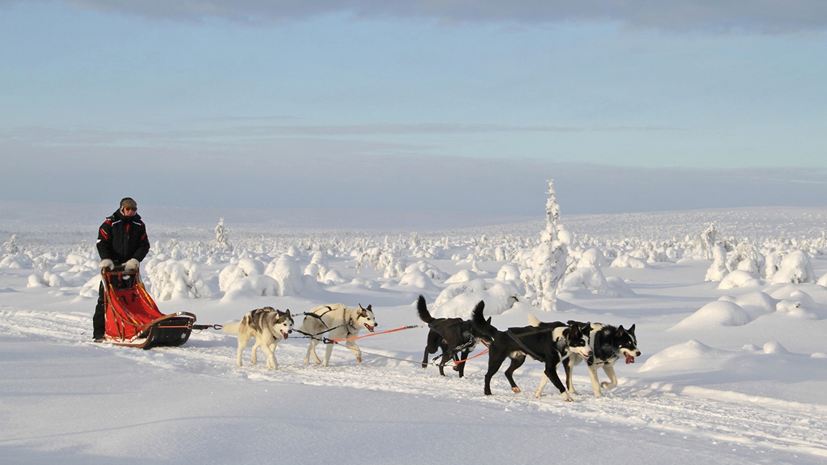 Hetta huskies in Lapland