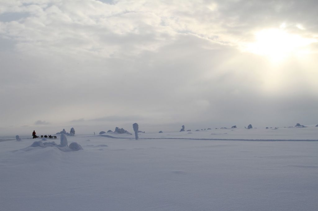 Huskies under the winter sun in Lapland