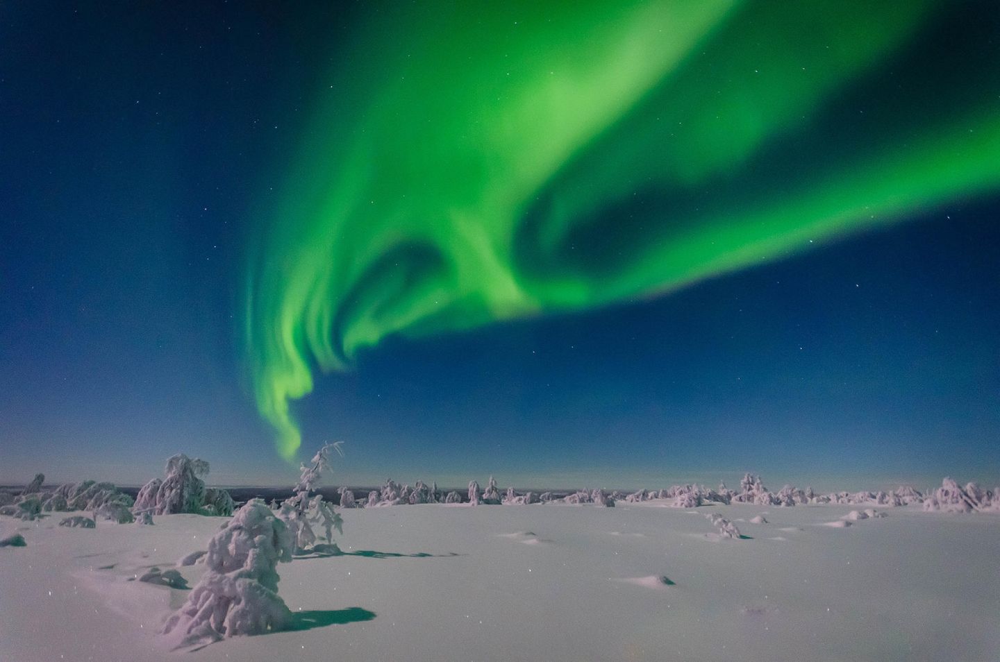 Auroras & snow in Lapland