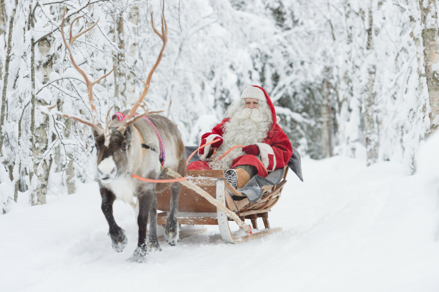 Santa Claus goes on a reindeer sleigh ride in Finnish Lapland