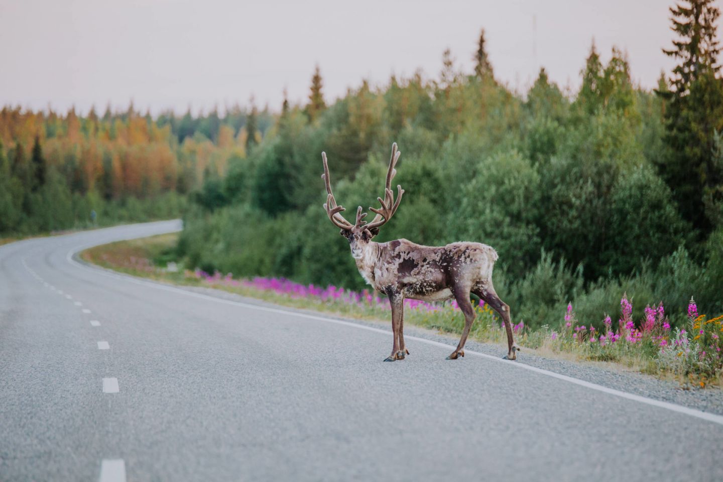 Reindeer on the road in Finnish Lapland