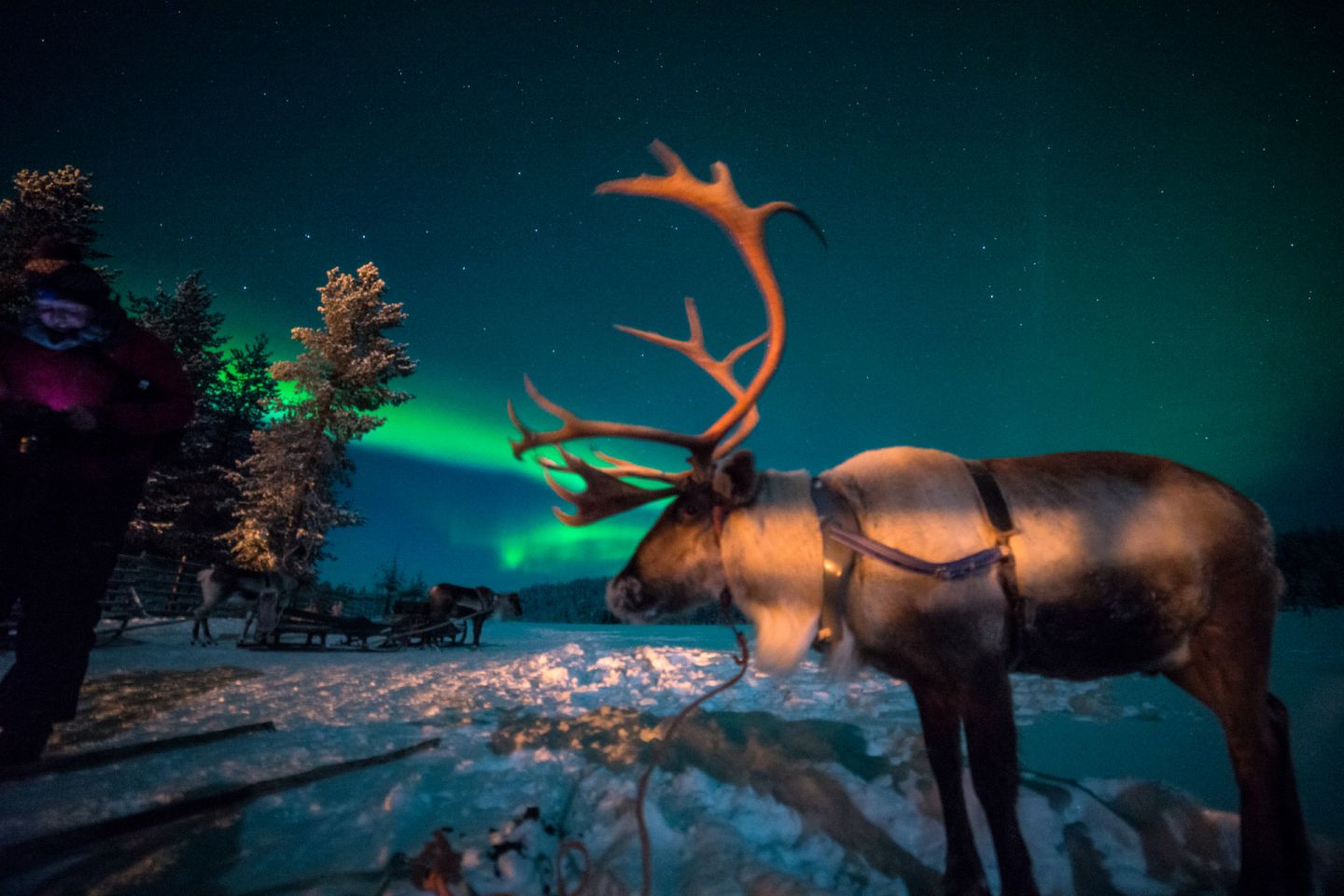 Northern Lights over a reindeer in Salla, Finland