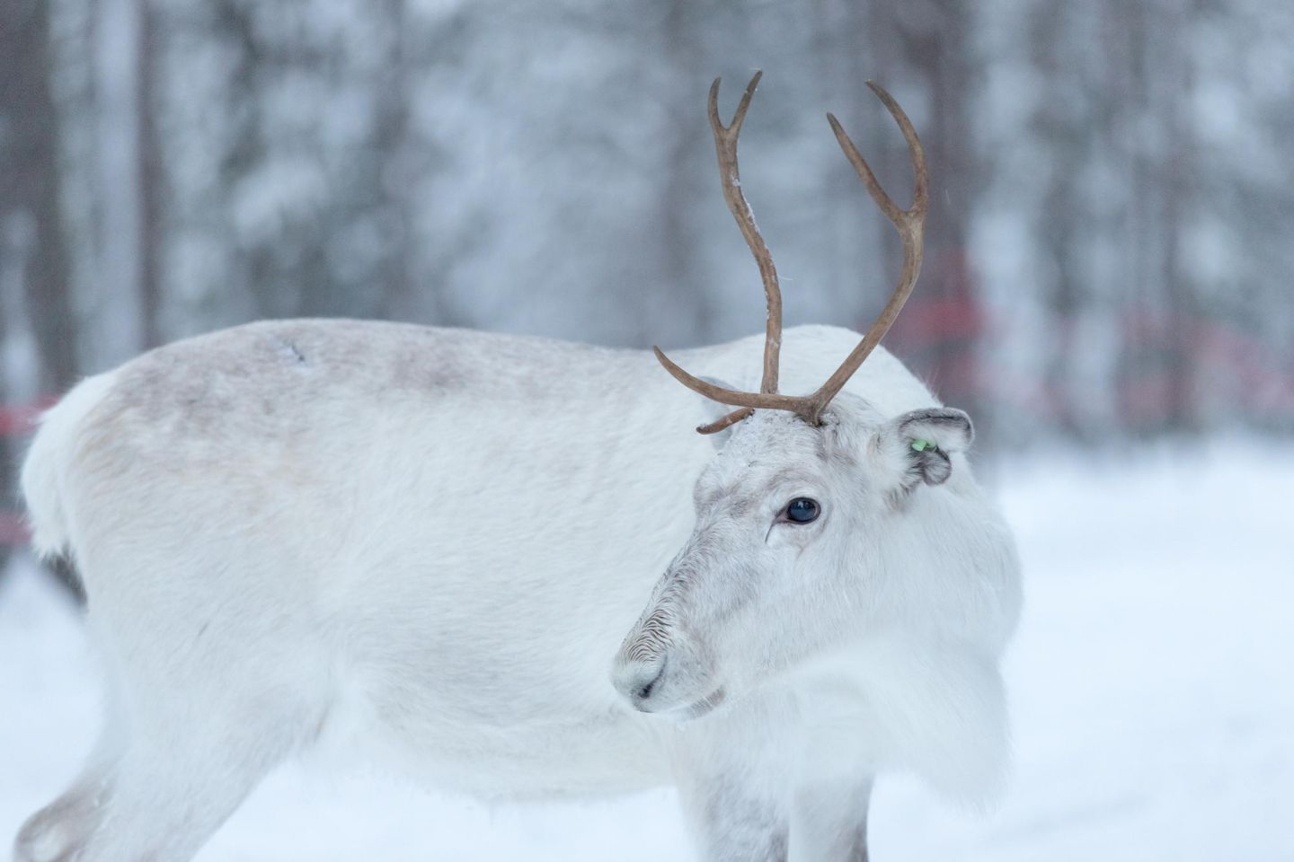 White reindeer on a Sami farm