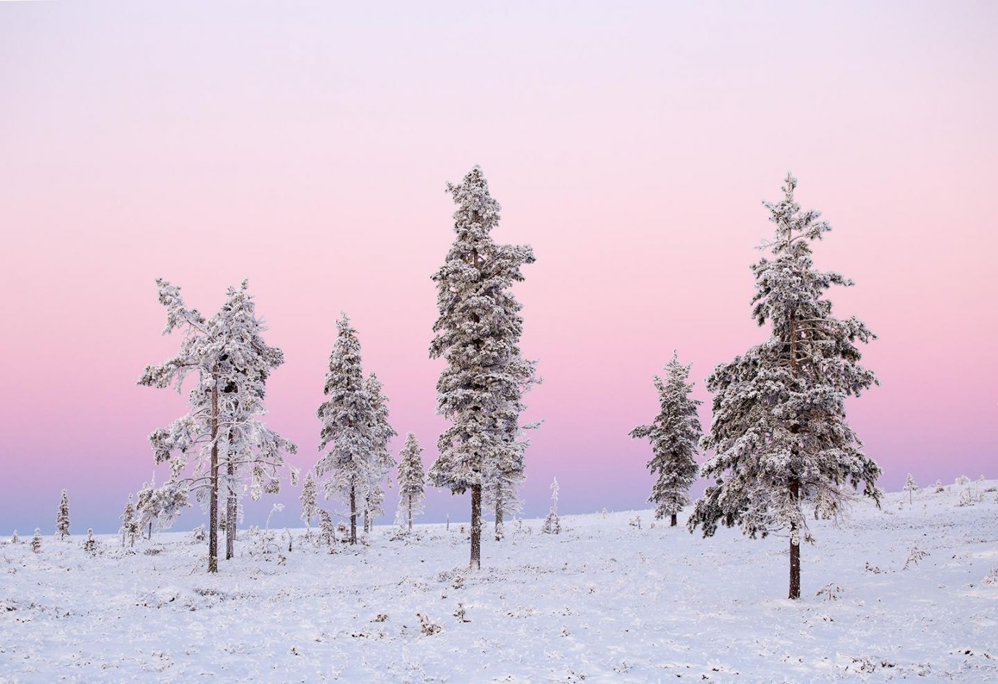 pink Polar night & snowy forest