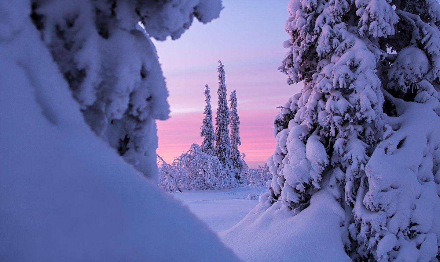 snow-capped forest, pink & lavender during Polar Night