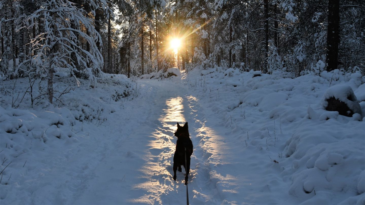 Vinkit Lappiin muutto Tytti Tuominen