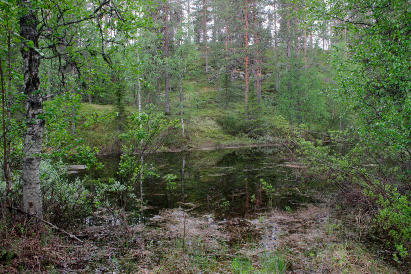 Pond and forest in Kittilä, Finland in summer, a stand-in location for backwaters like found in New England