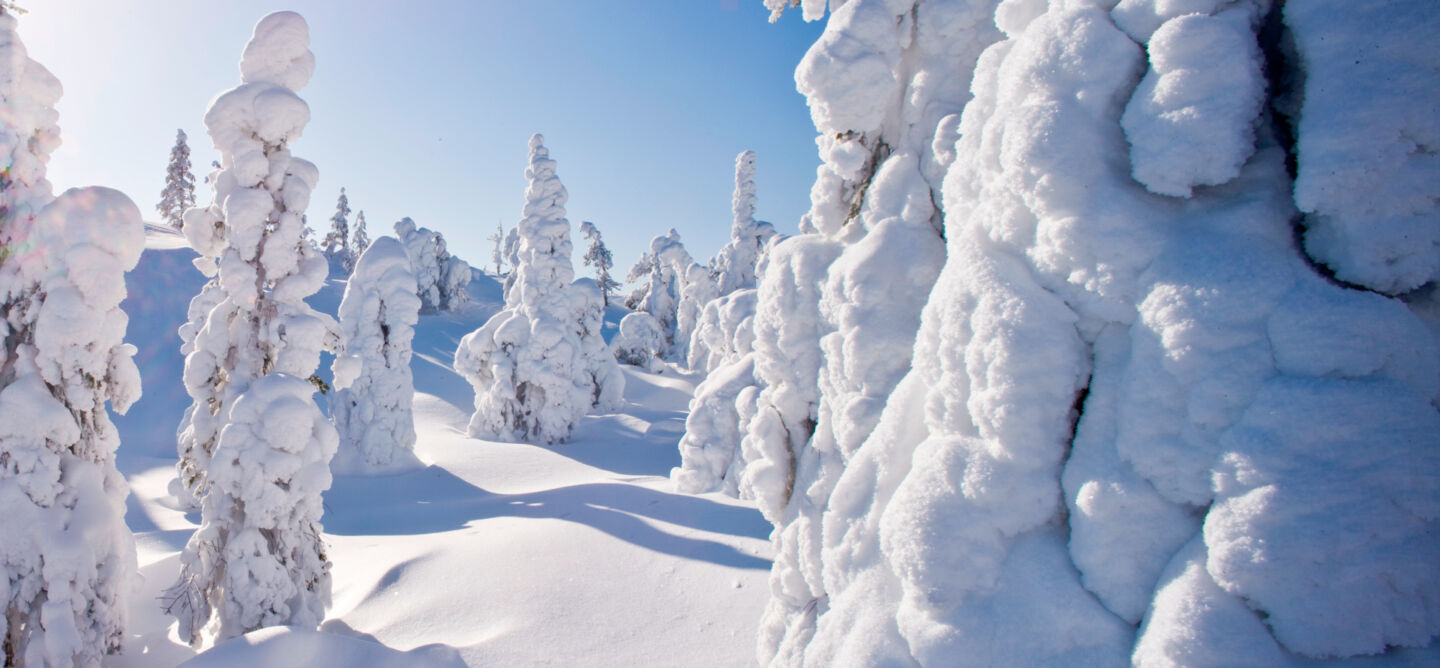 Filming snow-crowned trees in Finnish Lapland in winter