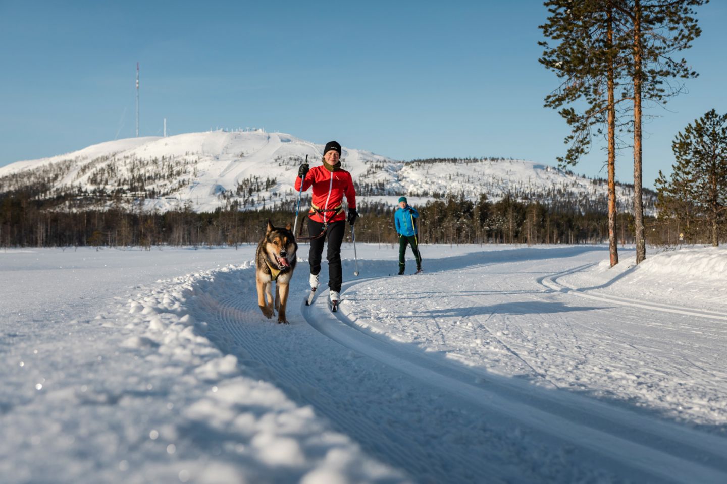 Skiing with your dog in Pyhä-Luosto