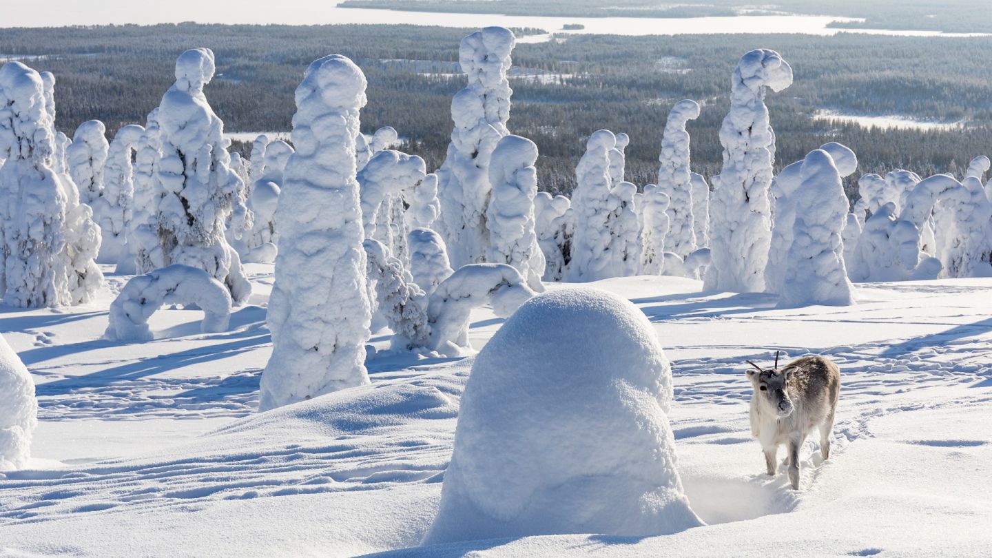 Posio Find Your Rhythm in Lapland Visit Finnish Lapland