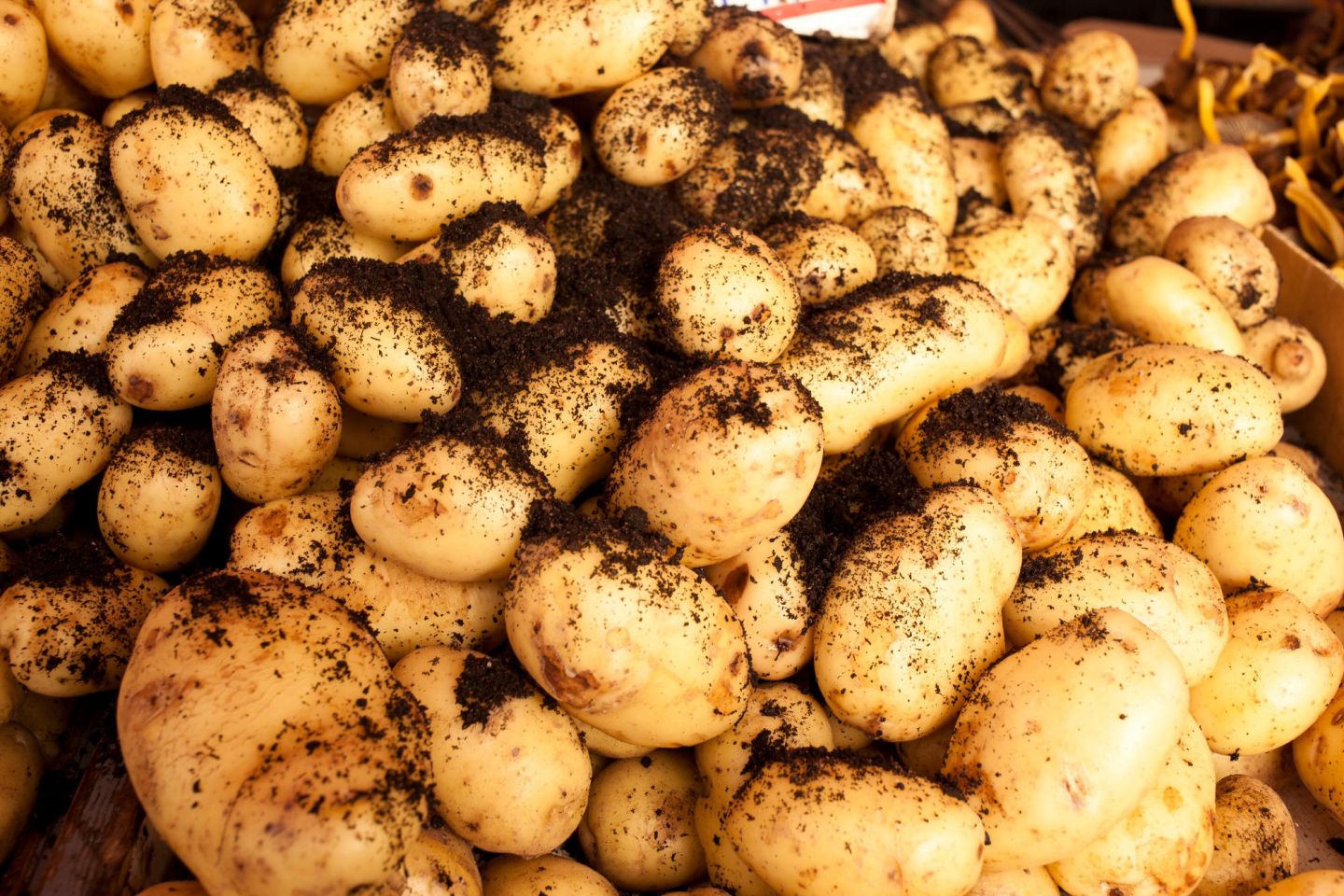 Almond potatoes from Lapland