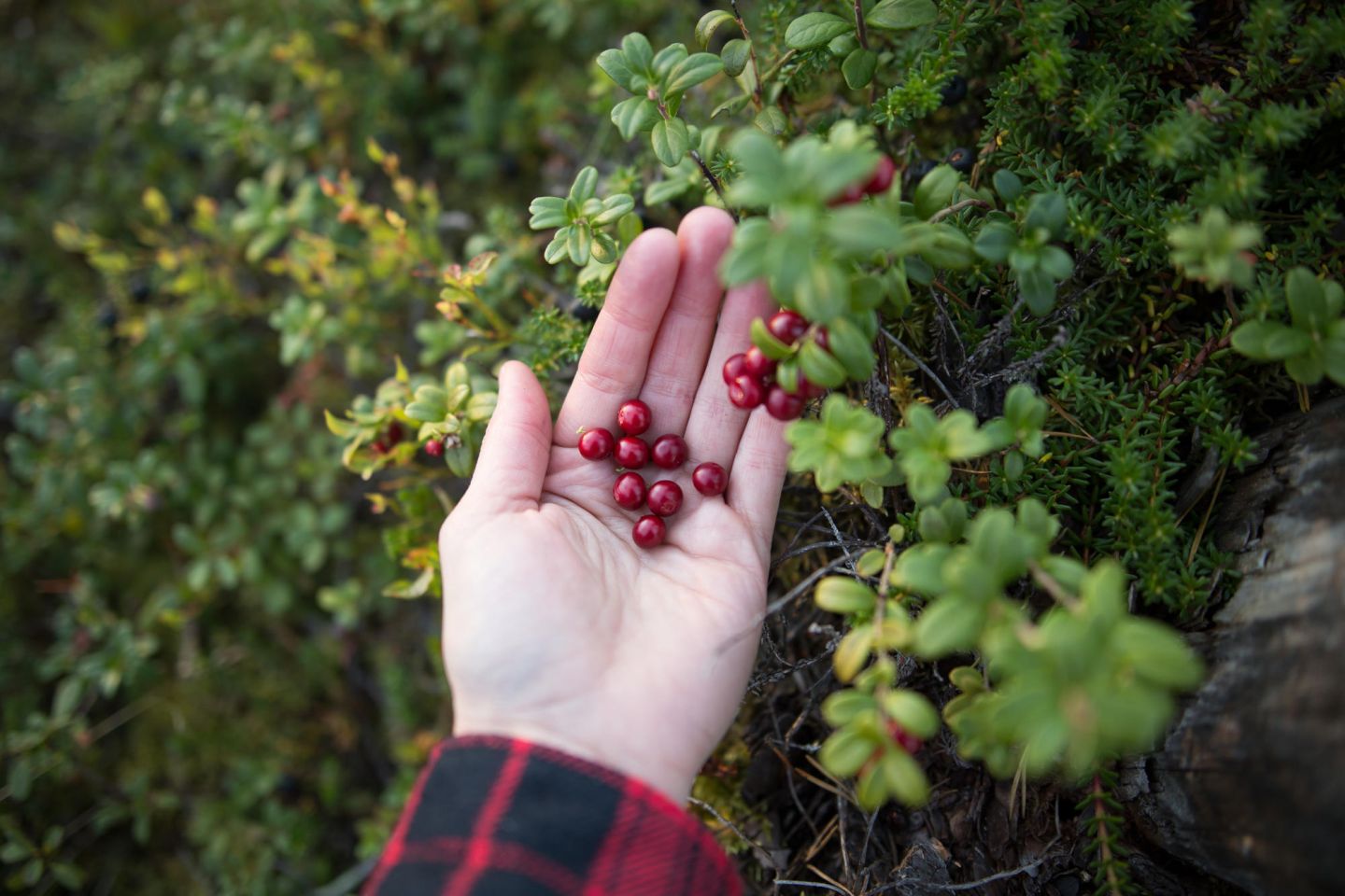 wild berries from Lapland