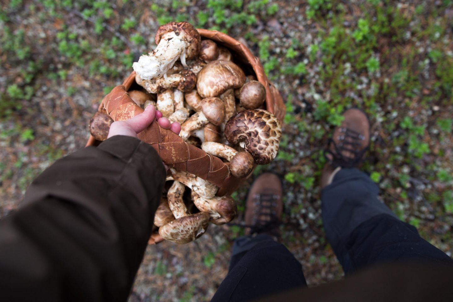 Wild mushrooms from Lapland