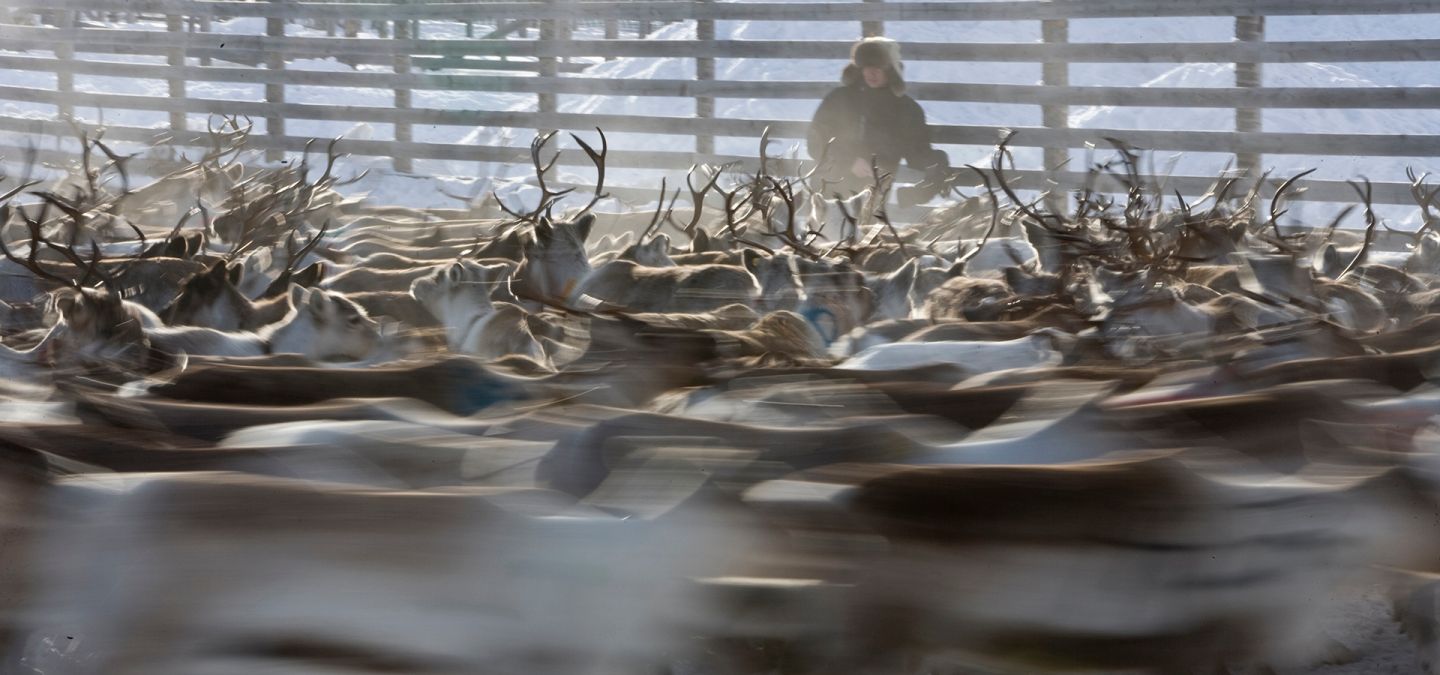 Reindeer culture lapland